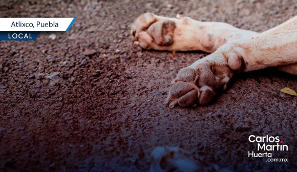 Envenenan a 5 perros y gatos en Atlixco; eran mascotas comunitarias