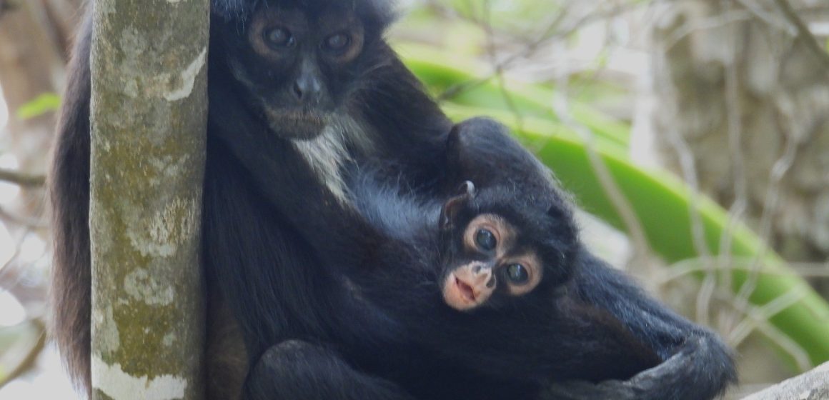 Nace tercera cría de Mono Araña en el Cañón del Sumidero tras 30 años de ausencia