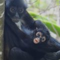 Nace tercera cría de Mono Araña en el Cañón del Sumidero tras 30 años de ausencia