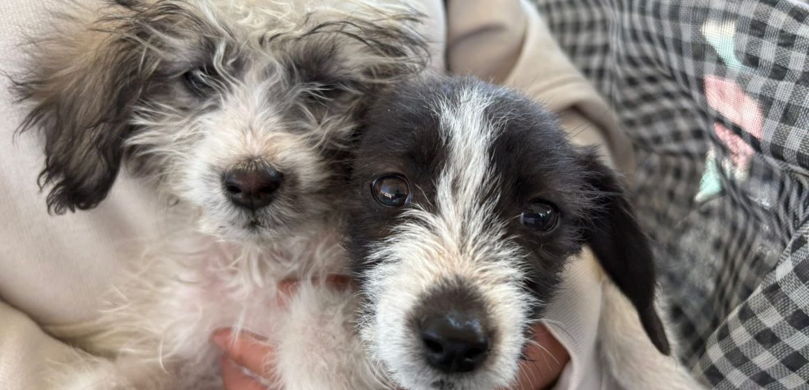 Con jornadas en cinco puntos, Puebla promueve el cuidado responsable de las mascotas