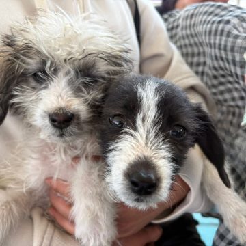 Con jornadas en cinco puntos, Puebla promueve el cuidado responsable de las mascotas