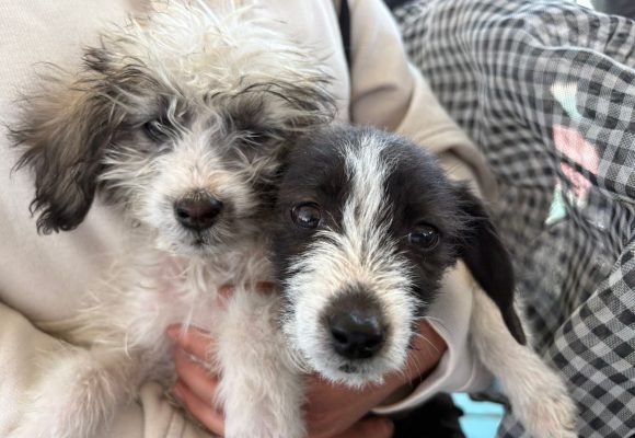 Con jornadas en cinco puntos, Puebla promueve el cuidado responsable de las mascotas