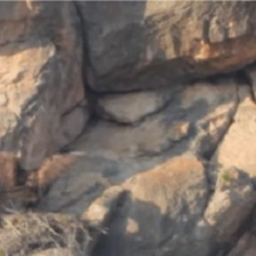 Hallan nuevo territorio de anidación de Águila Real en Coahuila