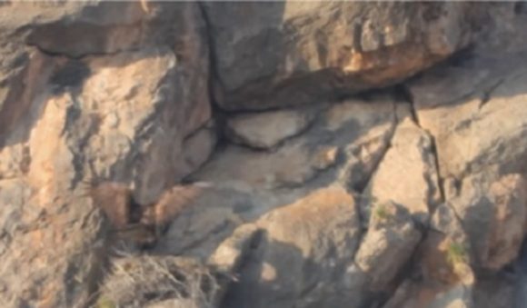 Hallan nuevo territorio de anidación de Águila Real en Coahuila