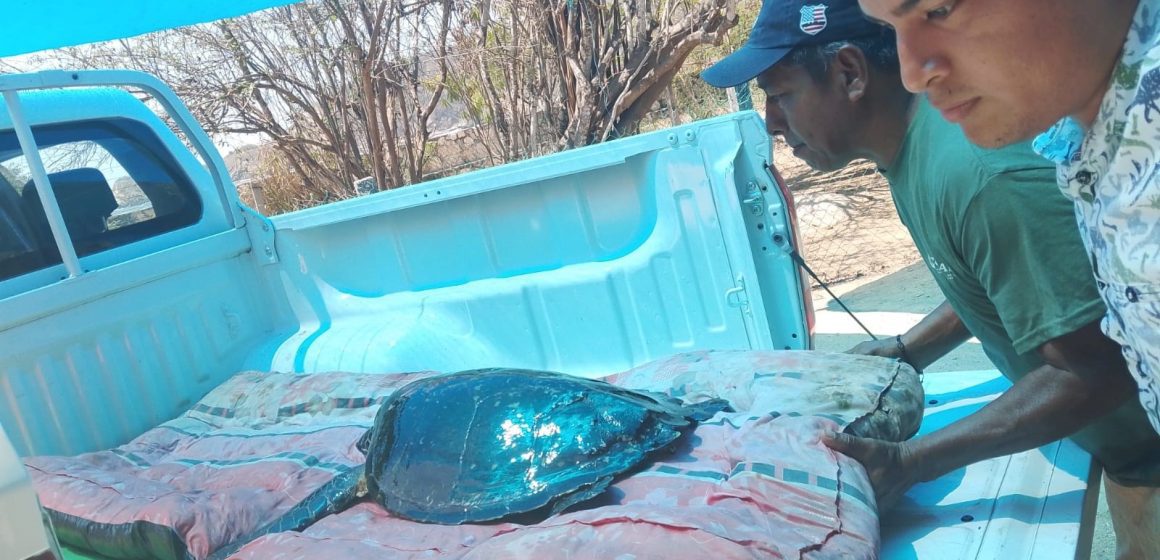 Tortuga carey regresa al mar en Oaxaca tras proceso de rehabilitación