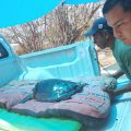 Tortuga carey regresa al mar en Oaxaca tras proceso de rehabilitación