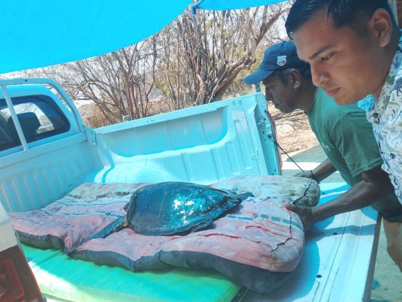Tortuga carey regresa al mar en Oaxaca tras proceso de rehabilitación