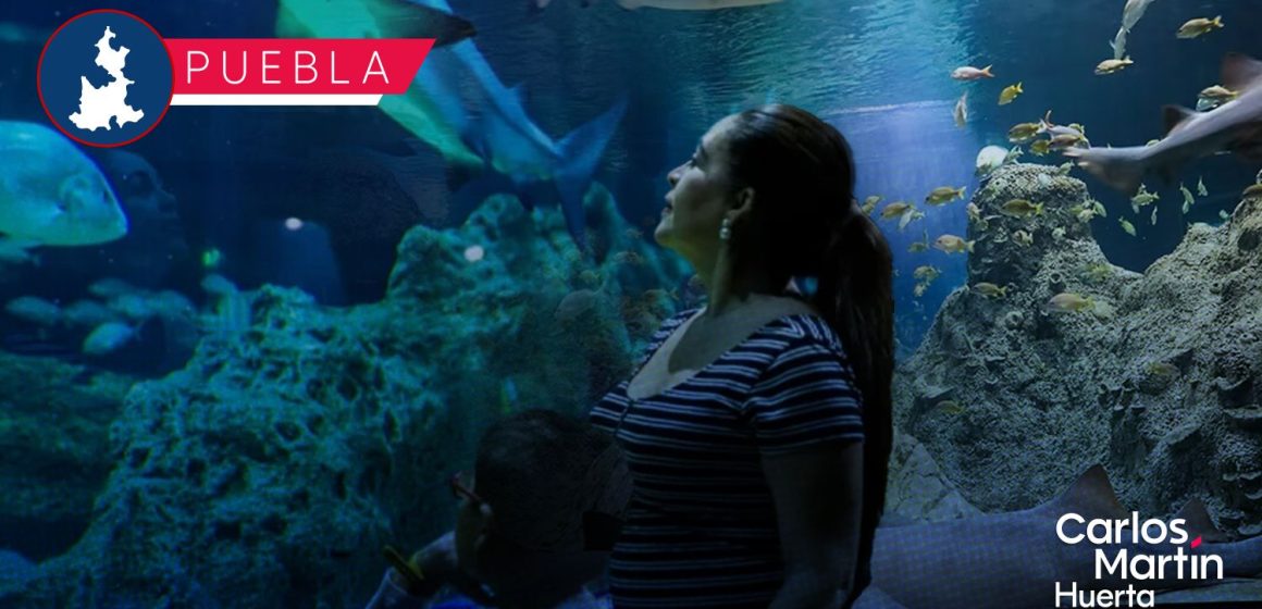 Acuario Michin Puebla lanza promoción especial para maestros y personal educativo
