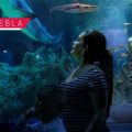 Acuario Michin Puebla lanza promoción especial para maestros y personal educativo
