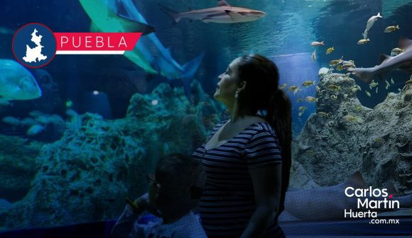 Acuario Michin Puebla lanza promoción especial para maestros y personal educativo