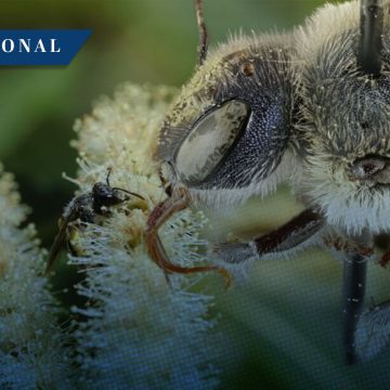 Avistan en Estados Unidos especie de abeja que se creía extinta desde 1960