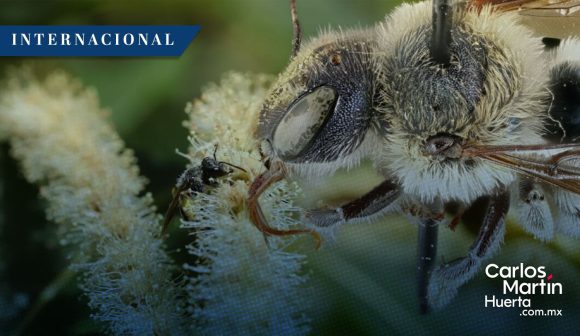 Avistan en Estados Unidos especie de abeja que se creía extinta desde 1960