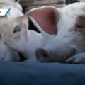 Cancelación de “puerco encebado” en Zacatlán como resultado de trabajo interinstitucional: IBA