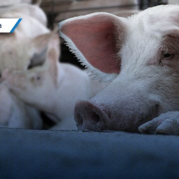 Cancelación de “puerco encebado” en Zacatlán como resultado de trabajo interinstitucional: IBA