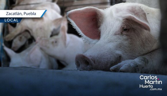 Cancelación de “puerco encebado” en Zacatlán como resultado de trabajo interinstitucional: IBA