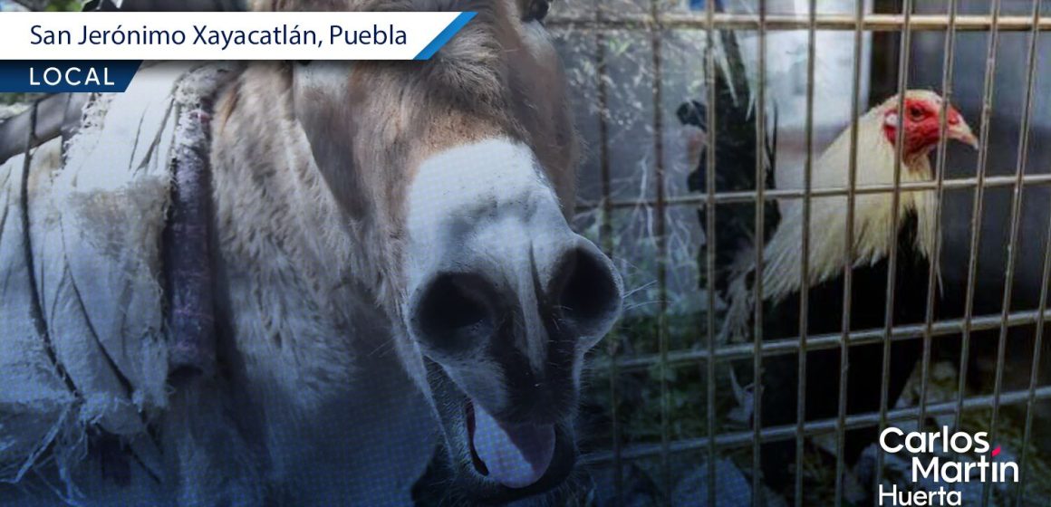 Cancelan actividades en San Jerónimo Xayacatlán para preservar el bienestar animal