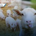 Cancelan carrera de borregos y puerco encebado en Eloxochitlán: IBA