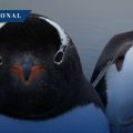 Descubren nueva especie de pingüino papúa en la región subantártica