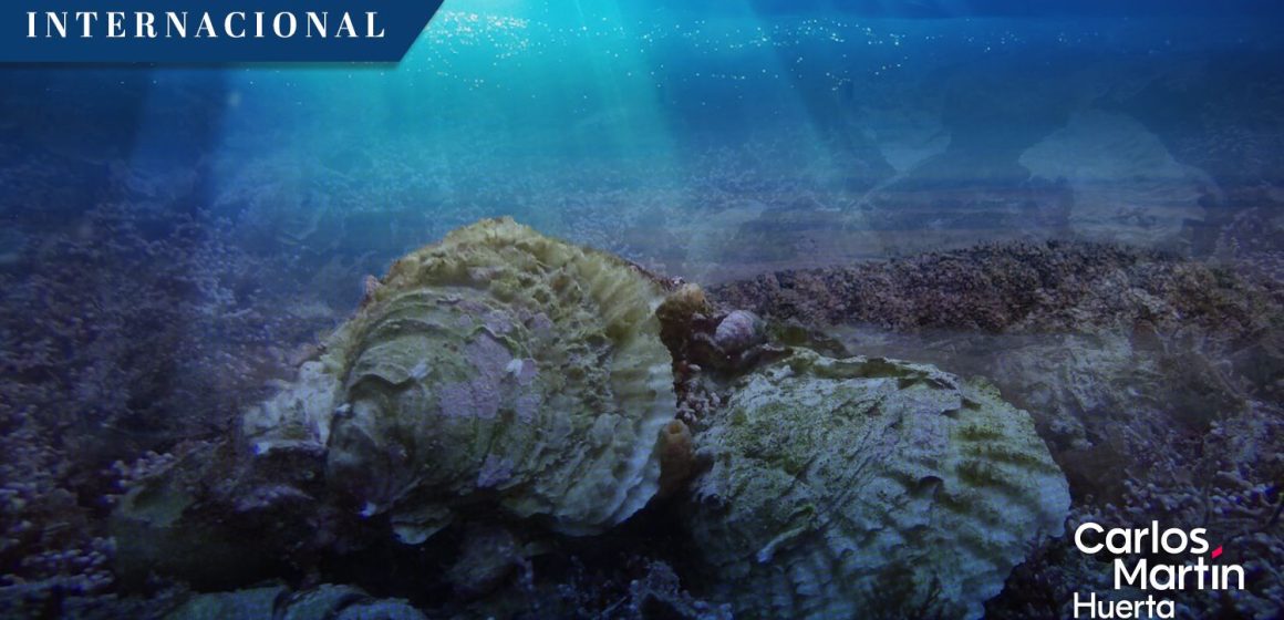 Despliegan 20 mil ostras nativas para restaurar fondos marinos en Reino Unido