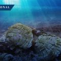 Despliegan 20 mil ostras nativas para restaurar fondos marinos en Reino Unido