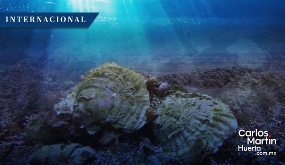 Despliegan 20 mil ostras nativas para restaurar fondos marinos en Reino Unido