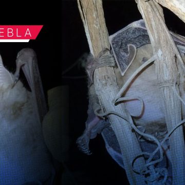 Detectan por primera vez murciélagos con alopecia en Puebla