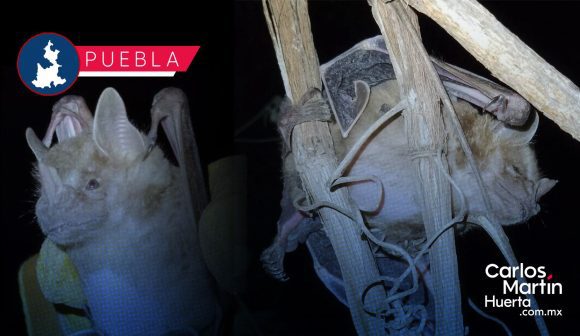 Detectan por primera vez murciélagos con alopecia en Puebla
