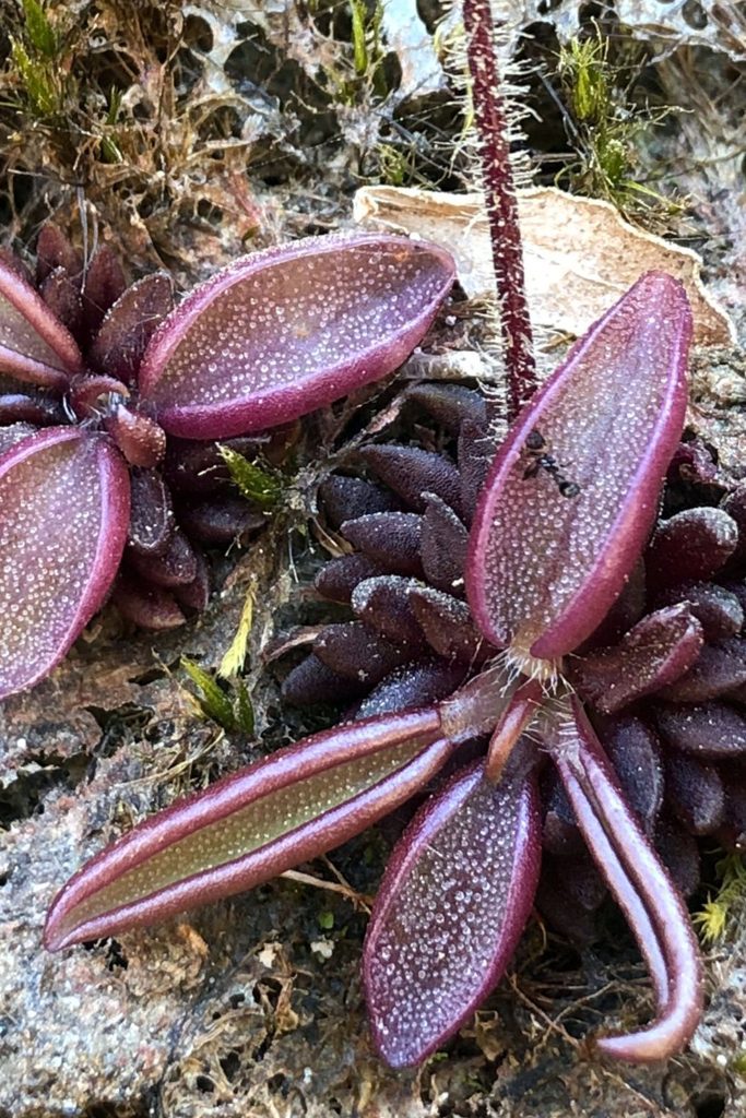 E Planta Carnivora