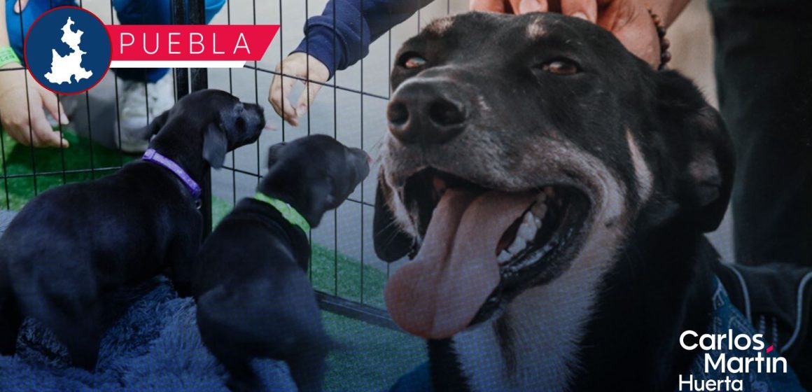 Expo Mascotas Puebla 2026: Concursos, adopciones y servicios veterinarios gratuitos