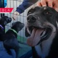 Expo Mascotas Puebla 2026: Concursos, adopciones y servicios veterinarios gratuitos