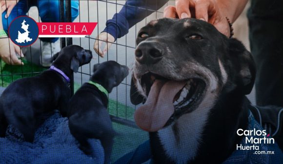 Expo Mascotas Puebla 2026: Concursos, adopciones y servicios veterinarios gratuitos