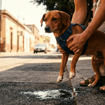 ¡Cuidado con el golpe de calor! Tu mascota está en peligro