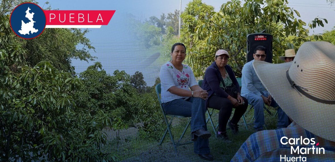 Gobierno del Estado fortalece la producción de aguacate poblano