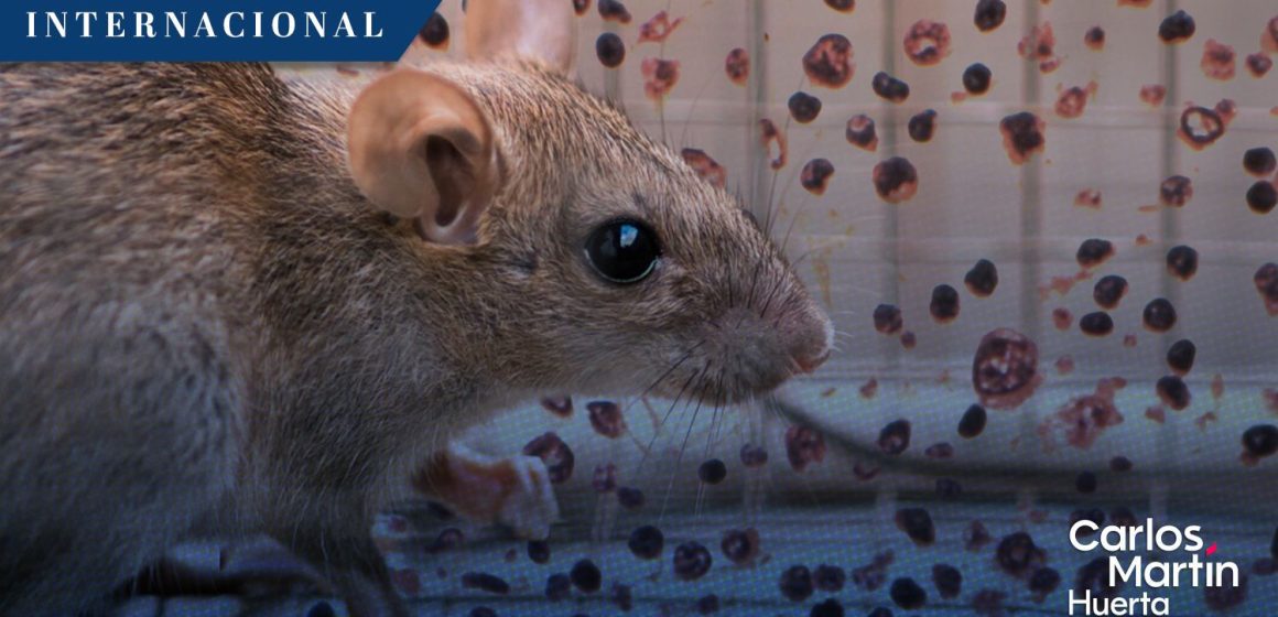 OMS advierte posibles nuevos casos de hantavirus, pero descarta riesgo de pandemia