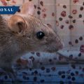 OMS advierte posibles nuevos casos de hantavirus, pero descarta riesgo de pandemia
