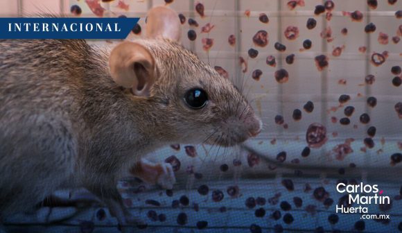 OMS advierte posibles nuevos casos de hantavirus, pero descarta riesgo de pandemia