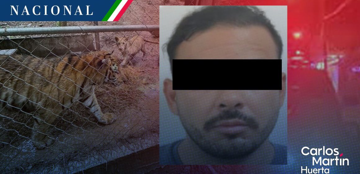Cae líder de célula del Cártel del Noroeste en Nuevo León; aseguran armas y tigres