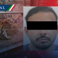 Cae líder de célula del Cártel del Noroeste en Nuevo León; aseguran armas y tigres