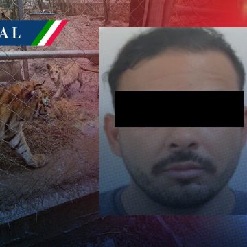 Cae líder de célula del Cártel del Noroeste en Nuevo León; aseguran armas y tigres