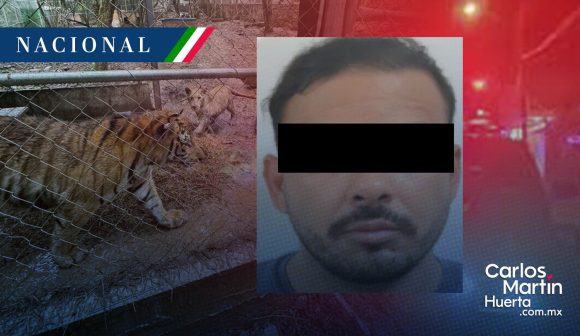Cae líder de célula del Cártel del Noroeste en Nuevo León; aseguran armas y tigres