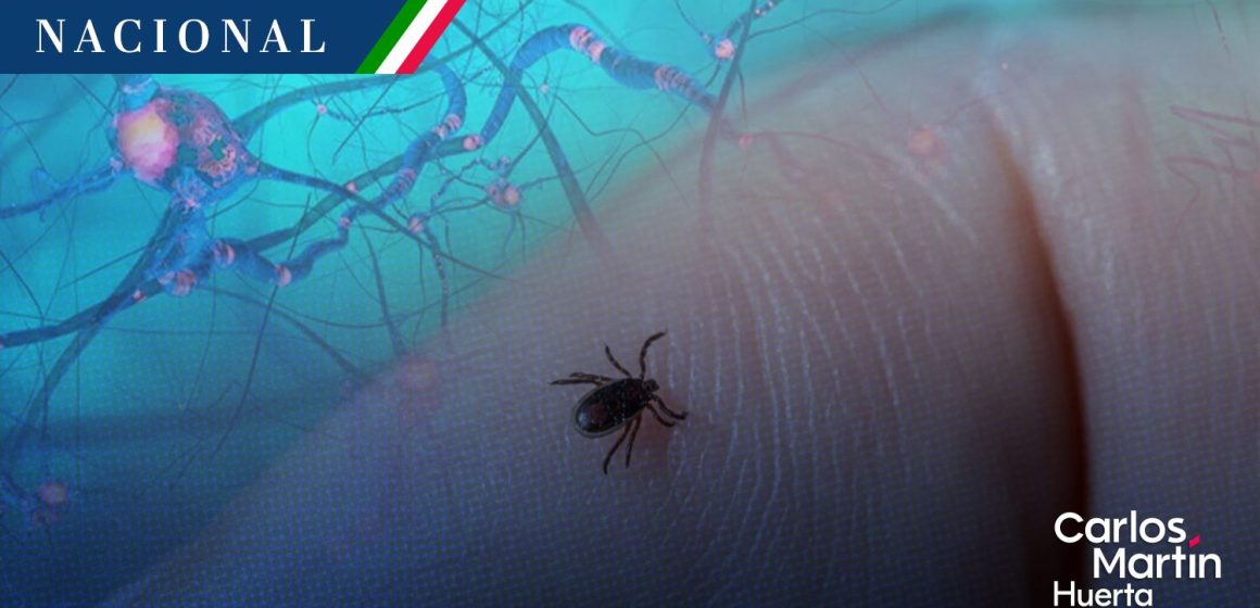 México registra 139 casos de enfermedades transmitidas por garrapatas en 2026