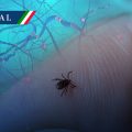 México registra 139 casos de enfermedades transmitidas por garrapatas en 2026