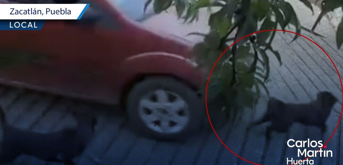 Acusan a policía municipal de atropellar y matar a la perrita “Goma”en Zacatlán
