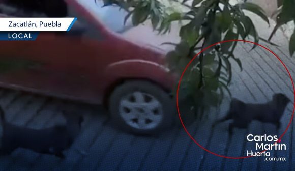 Acusan a policía municipal de atropellar y matar a la perrita “Goma”en Zacatlán