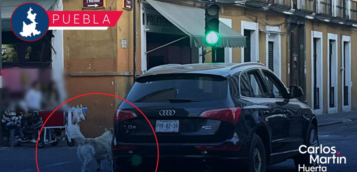 Denuncian abandono de dos perros desde camioneta de lujo en el Centro de Puebla