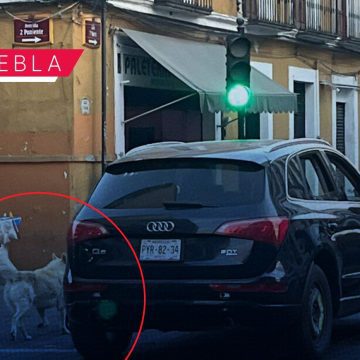 Denuncian abandono de dos perros desde camioneta de lujo en el Centro de Puebla