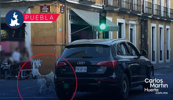 Denuncian abandono de dos perros desde camioneta de lujo en el Centro de Puebla