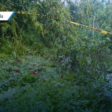Policía Estatal localiza plantío de amapola y marihuana en Atempan