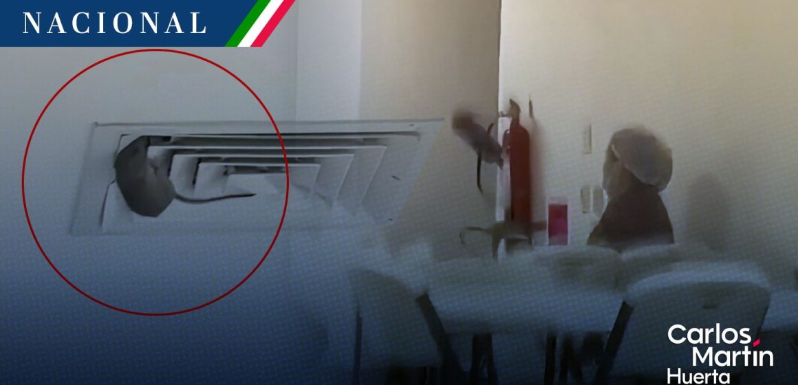 Rata IMSS - Sonora Captan una rata en hospital del IMSS de Ciudad Obregón