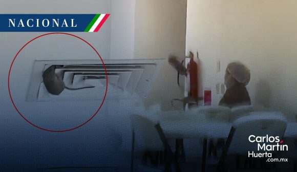 Captan una rata en hospital del IMSS de Ciudad Obregón